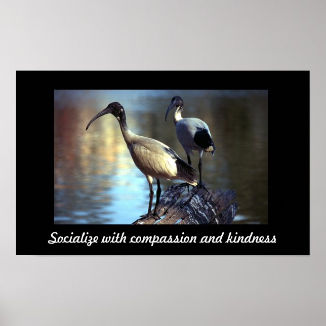 Poster Aves no tronco (Frente)