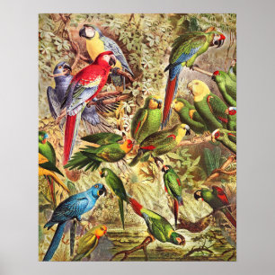 Poster Aves Tropicais Elegantes Vintage