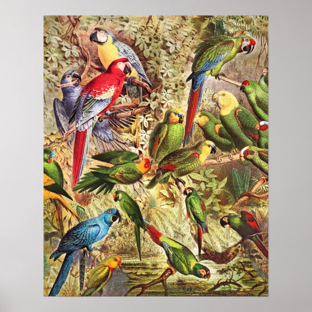 Poster Aves Tropicais Elegantes Vintage (Frente)