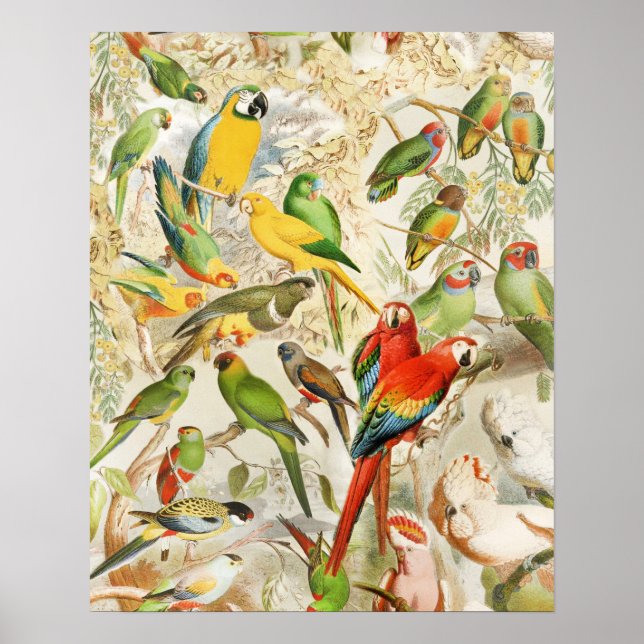 Poster Aves Tropicais Elegantes Vintage (Frente)