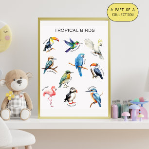 Póster Aves Tropicais Poster educacional