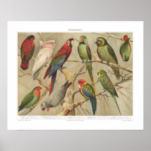 Poster Aves Tropicais Vintage - Papagaios Coloridos