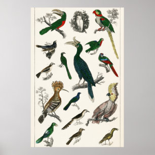 Poster Aves Vintage Animais de Arte Ilustrados Antigos