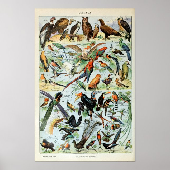 Poster Aves Vintage do Mundo (Frente)