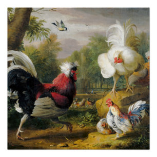 Póster Aves Vintage Os Cockrels Lutam