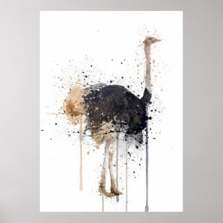 Poster Avestruz