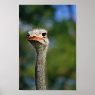 Póster Avestruz