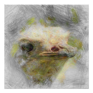 Póster avestruz animal artística