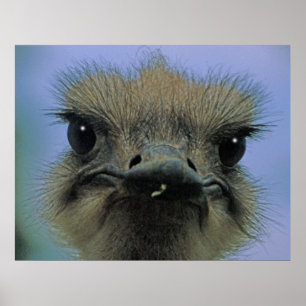 Póster Avestruz ou Emu com "edições"!