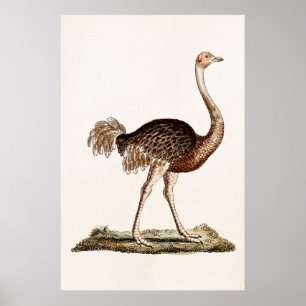 Póster Avestruzes retros dos 1700s da ilustração da