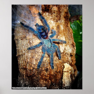 Póster Avicularia versicolor