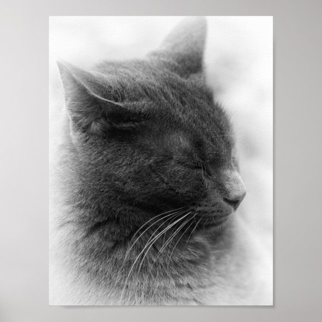 Póster Aviste o Magnífico Gato Cinza Imperioso (Frente)