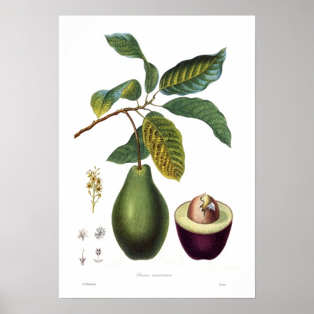Póster Avocado (americana Persea) (Frente)