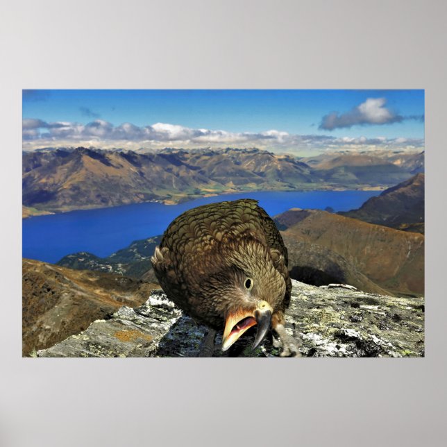Poster Awnery Kea (Frente)