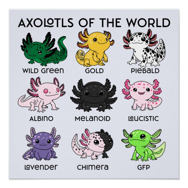 Póster Axolotes Kawaii do Mundo (Frente)