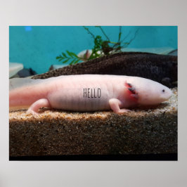 Poster Axolotl leucístico