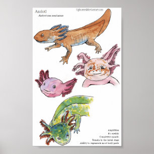 Poster Axolotls