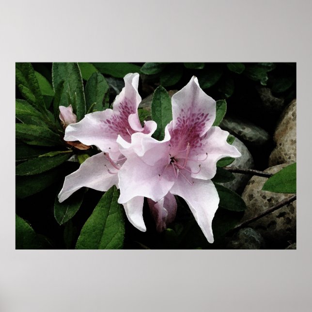 Póster Azalea (Frente)