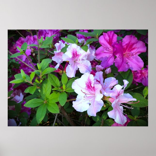 Poster Azalea (Frente)