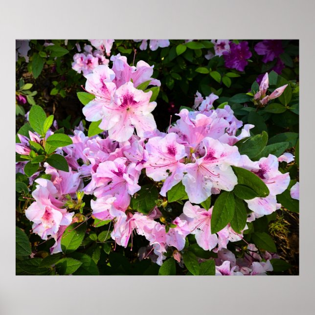 Poster Azalea (Frente)