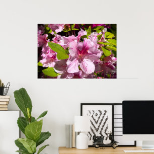 Poster Azalea