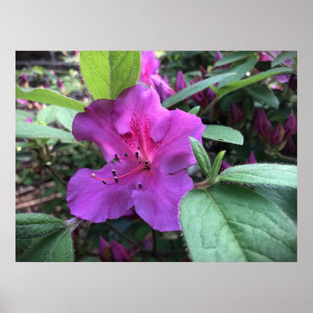 Poster Azalea (Frente)