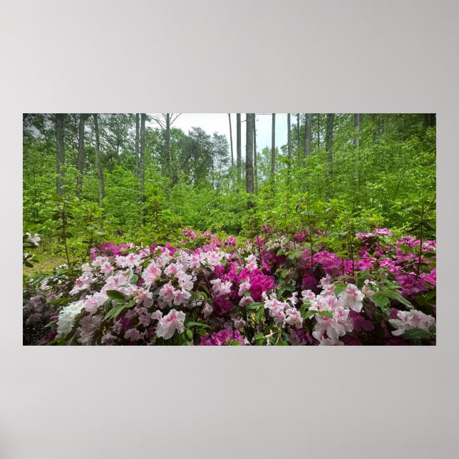 Poster Azalea (Frente)