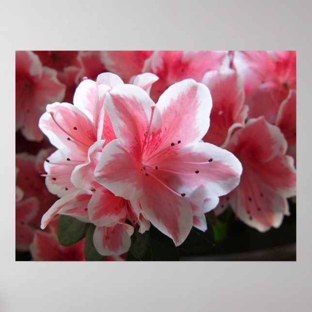 Póster Azalea 3 (Frente)