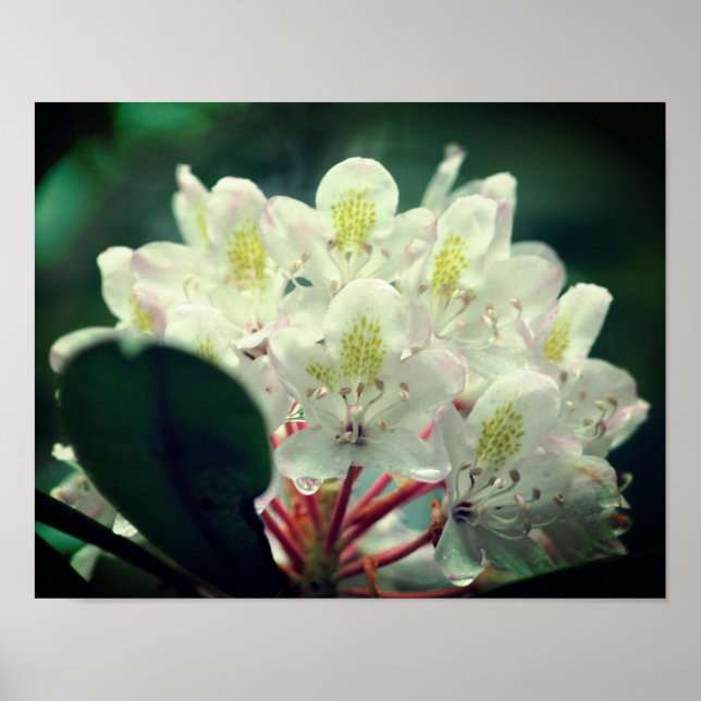 Poster Azalea branca com gotas de chuva (Frente)