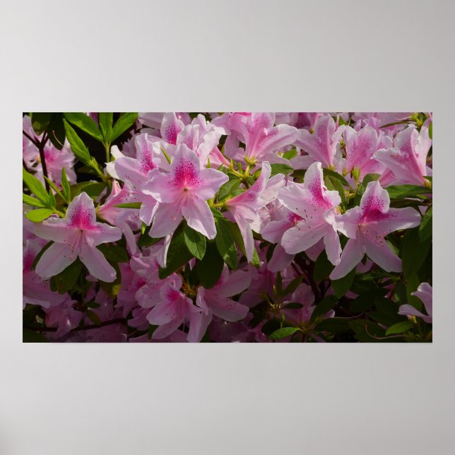 Póster Azalea Bush Primavera Floral rosa (Frente)