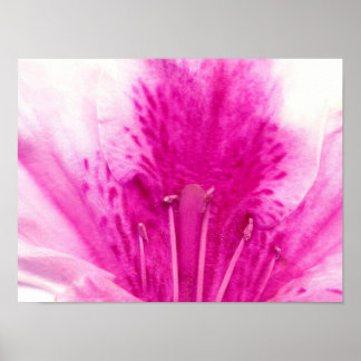 Póster Azalea Flower Fine Art Fotografia