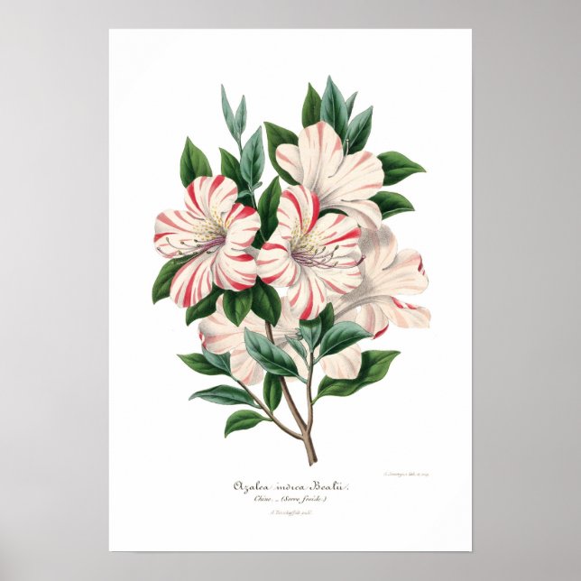 Póster Azalea indica bealii (Frente)