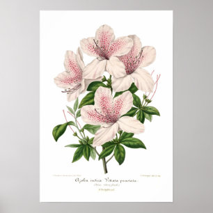 Póster Azálea indica - punctata do vittata
