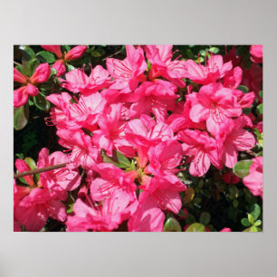 Póster Azalea rosa