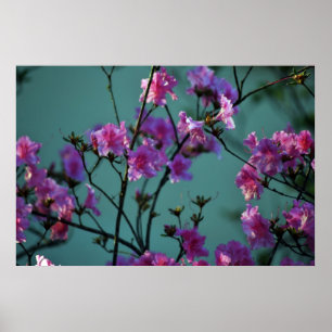 Póster Azalea rosa e significado
