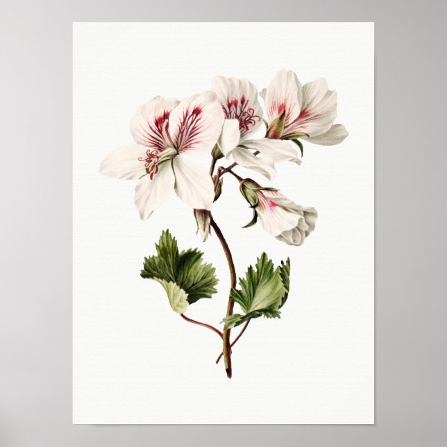 Poster Azaleas (Frente)