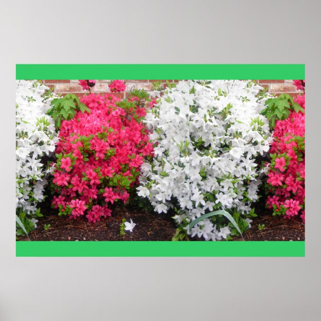 Poster Azaleas (Frente)
