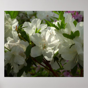 Póster Azaleas brancas e solares lindas flores de primave
