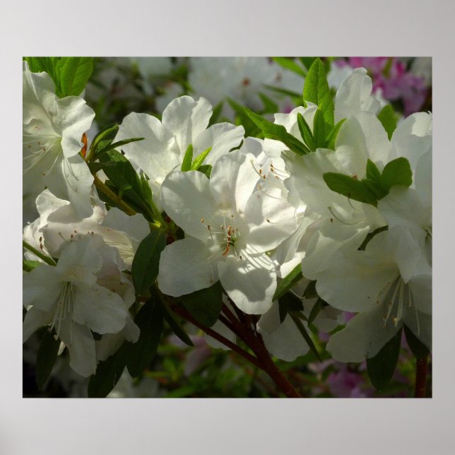 Póster Azaleas brancas e solares lindas flores de primave (Frente)
