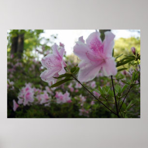 Poster Azaleas cor-de-rosa em Springtime