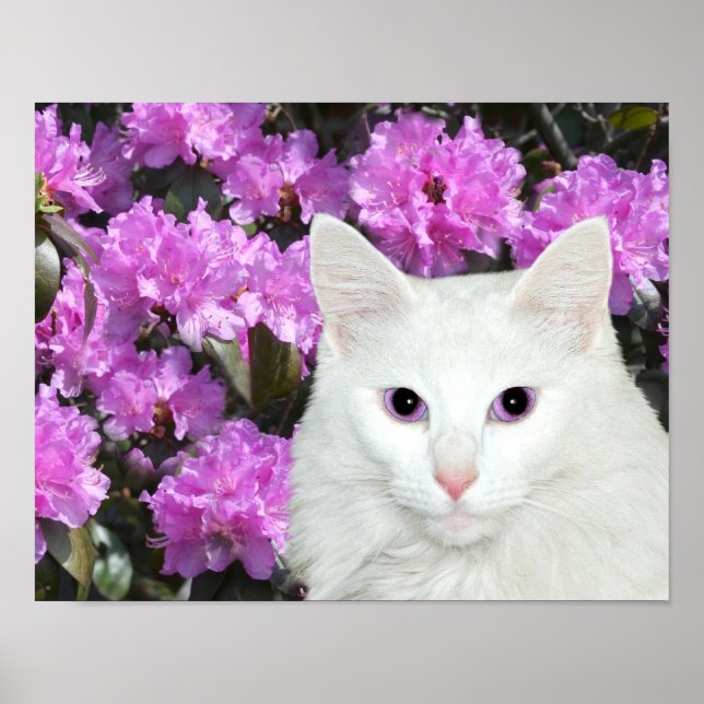 Póster Azaleas de gatos brancos (Frente)