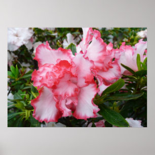 Póster Azáleas Duplas Vermelhas e Brancas Floral de Prima