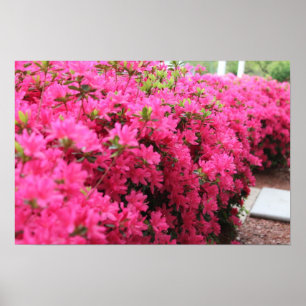 Poster Azáleas na flor completa