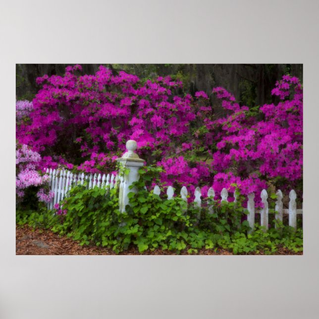 Poster Azaleas na primavera da Ilha Histórica da Esperanç (Frente)