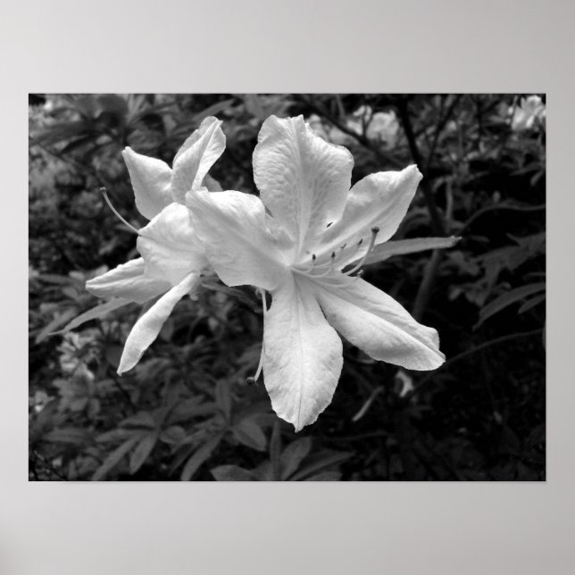 Póster Azaleas / Rhododendrons em B&W (Frente)
