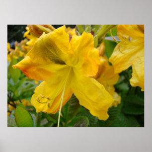 Póster AZALÉIAS 10 Flores de Azaléia Amarela Arte Impress