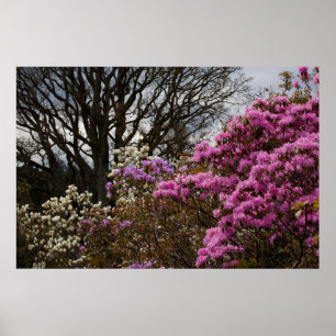 Póster Azalia and Magnolia