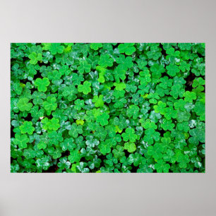 Poster Azeda na Primavera