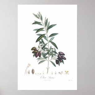 Poster Azeitona, europaea do Olea