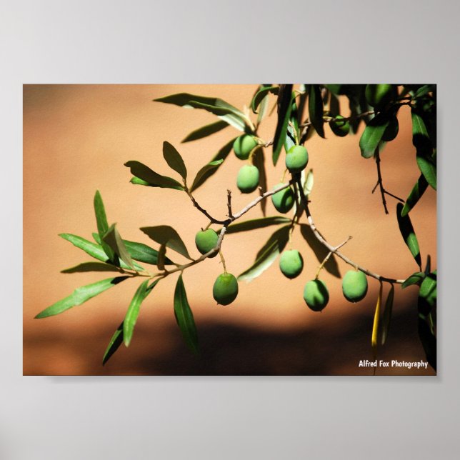 Poster Azeitonas Verdes no Ramo (Frente)